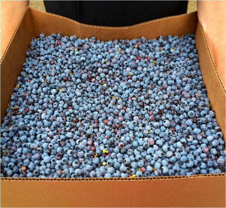 Blueberries 2014 - Letter Size